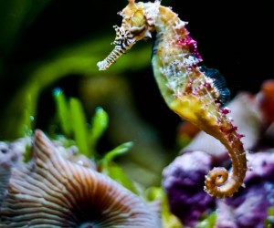 Fascinating Facts About Seahorses To Explore When Diving