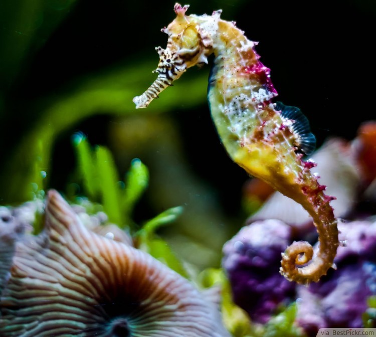 Seahorses Are Fishes ❥❥❥ http://bestpickr.com/seahorse-facts