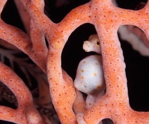 Cutest Baby Seahorse Pictures In The World + Interesting Facts They Don't Teach In School