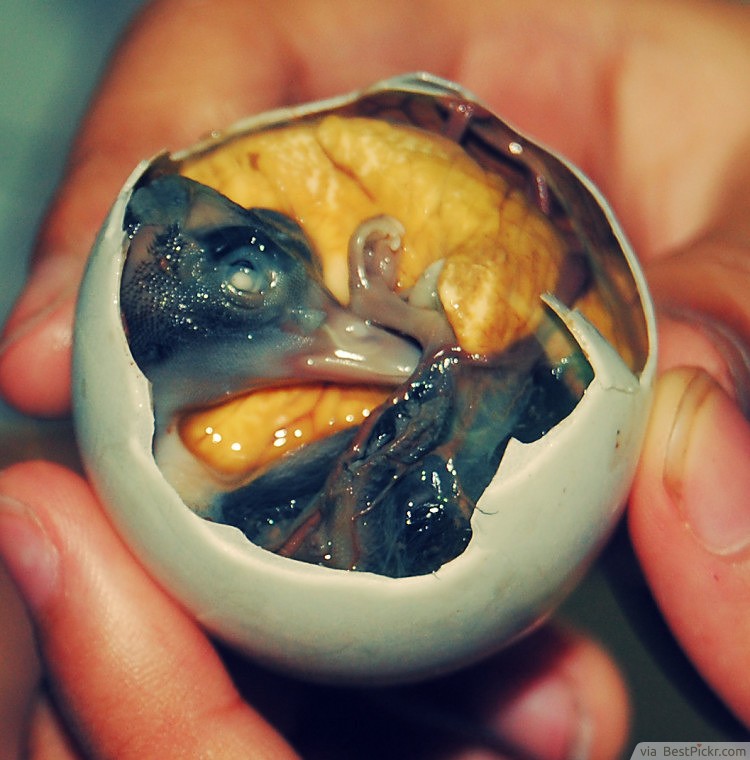 Balut ❥❥❥ http://bestpickr.com/most-disgusting-food
