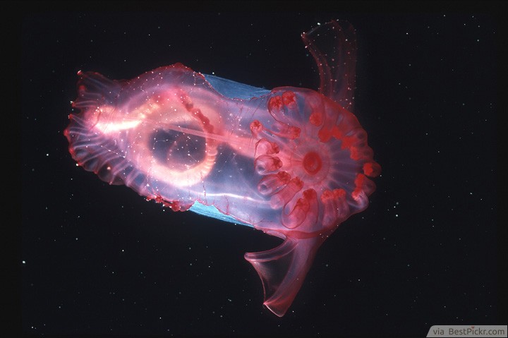The Beautiful Undersea Creature: Enypniastes ❥❥❥ http://bestpickr.com/weird-looking-animals