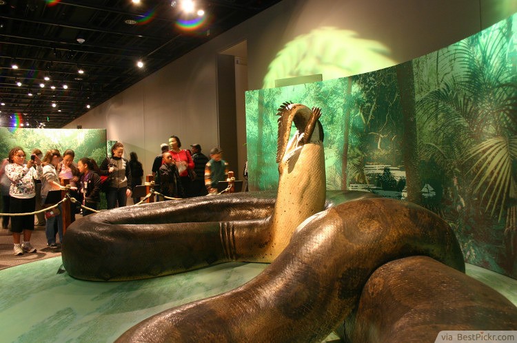 The Titanoboa ❥❥❥ http://bestpickr.com/biggest-animals-in-the-world