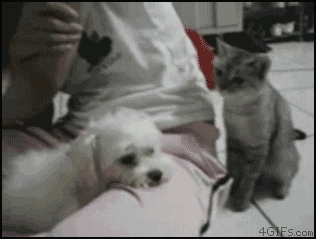 Cat-Provokes-Dog-into-Chasing-Fight.gif