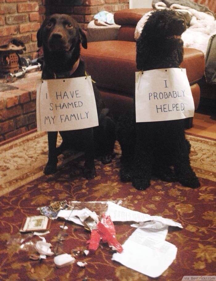 Top 10 Funny Dog Pictures With Captions That Make You Laugh Like Crazy.  Just Innocent Dog Shaming. | BestPickr