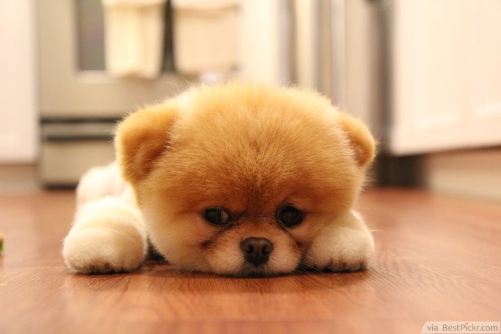 Little Cute Dog Lying Bored