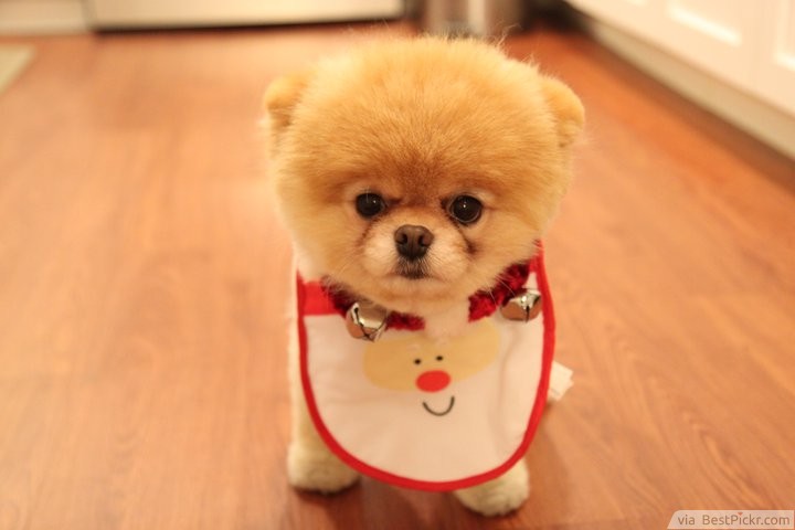 what breed is the cutest dog boo