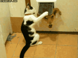 Trickster-Cat-Pulling-Dogs-Head.gif