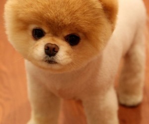 The Cutest Dog In The World? These Best Pomeranian Breed Pictures Of Boo Will Awe You!