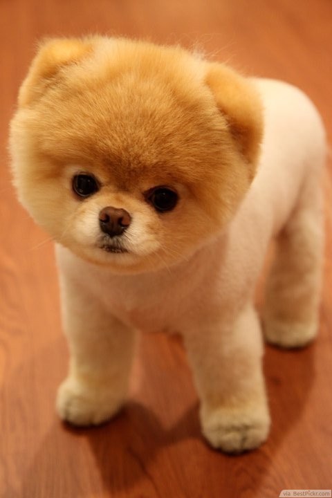 The World's Cutest Small Dog Picture Ever ❥❥❥ http://bestpickr.com/cutest-dog-in-the-world-boo