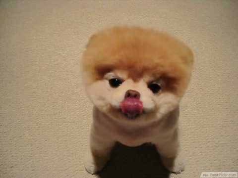 Boo – The Most Adorable Little Dog… Licking His Face