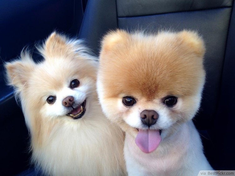 cute dogs